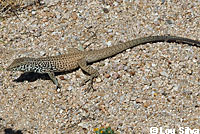 Western Side-blotched Lizards