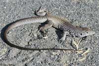 Great Basin Whiptail