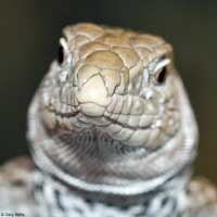 Great Basin Whiptail