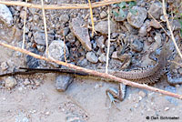 Great Basin Whiptail