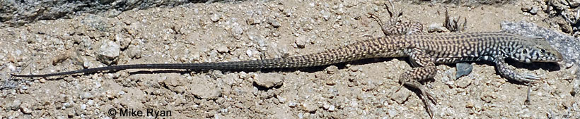 Great Basin Whiptail