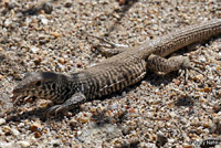 Great Basin Whiptail