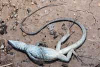 Great Basin Whiptail