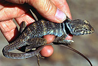 Great Basin Collared Lizard