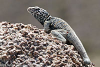 Great Basin Collared Lizard