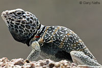 Great Basin Collared Lizard