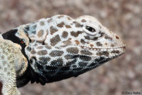 Great Basin Collared Lizard