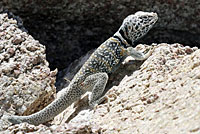 Great Basin Collared Lizard