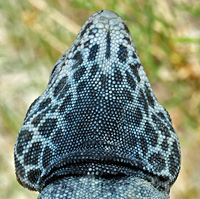 Great Basin Collared Lizard