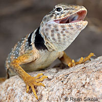 Great Basin Collared Lizard