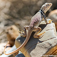 Great Basin Collared Lizard