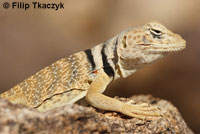 Great Basin Collared Lizard