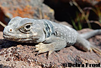 Great Basin Collared Lizard