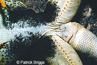 xGreat Basin Collared Lizard