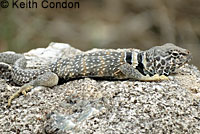 Great Basin Collared Lizard