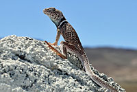 Great Basin Collared Lizard