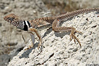 Great Basin Collared Lizard