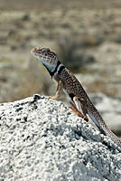 Great Basin Collared Lizard