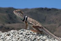 Great Basin Collared Lizard