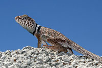 Great Basin Collared Lizard