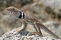 Great Basin Collared Lizard