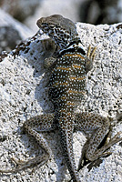 Great Basin Collared Lizard