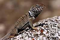 Great Basin Collared Lizard