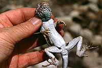 Great Basin Collared Lizard