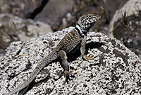 Great Basin Collared Lizard