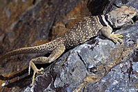 Great Basin Collared Lizard