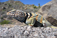 Great Basin Collared Lizard