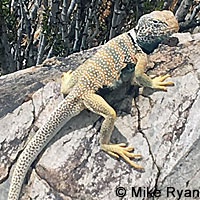 Great Basin Collared Lizard