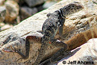 Great Basin Collared Lizard