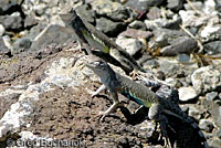 Northern Zebra-tailed Lizards