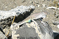 Northern Zebra-tailed Lizard