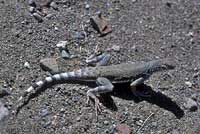 Northern Zebra-tailed Lizard