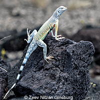 Western Zebra-tailed Lizard