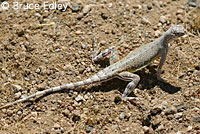 Western Zebra-tailed Lizard