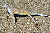 Western Zebra-tailed Lizard