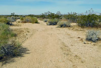 Western Zebra-tailed Lizard