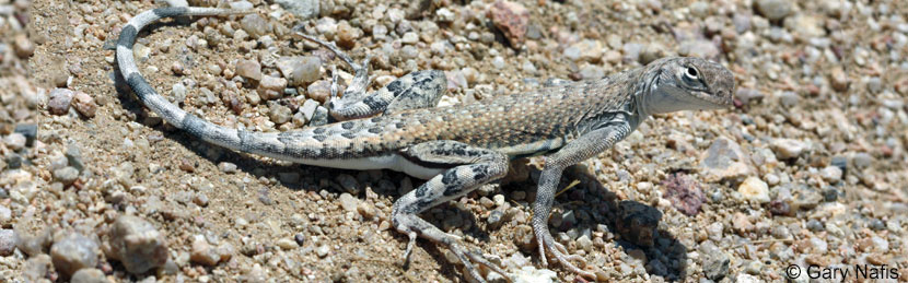 Western Zebra-tailed Lizard