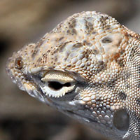 zebra-tailed lizard