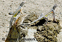 Western Zebra-tailed Lizard