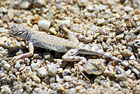 Western Zebra-tailed Lizard