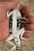 Western Zebra-tailed Lizard