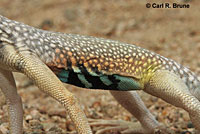 Western Zebra-tailed Lizard