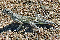 Western Zebra-tailed Lizard