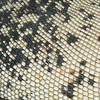 lizard skin