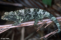 Yellow-crested Jackson's Chameleon