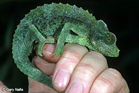 Yellow-crested Jackson's Chameleon